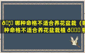 🦅 哪种命格不适合养花盆栽（哪种命格不适合养花盆栽植 🐟 物）